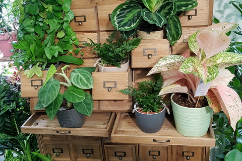 monstera siltepecana variegata Monstera siltepecana main image 1
