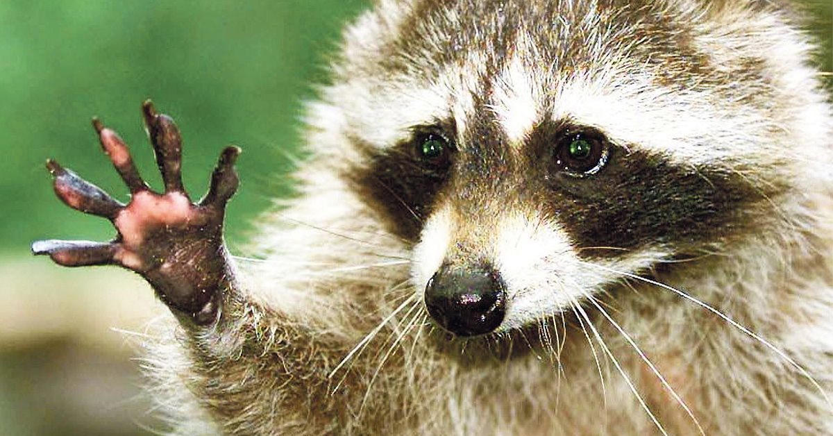 What raccoons are learning in Vienna: When the city is making the animals ...