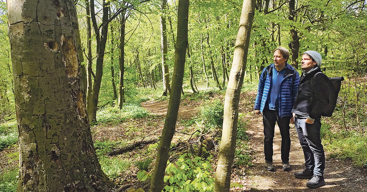 Klimawandel: Zu Besuch im Wald der Zukunft