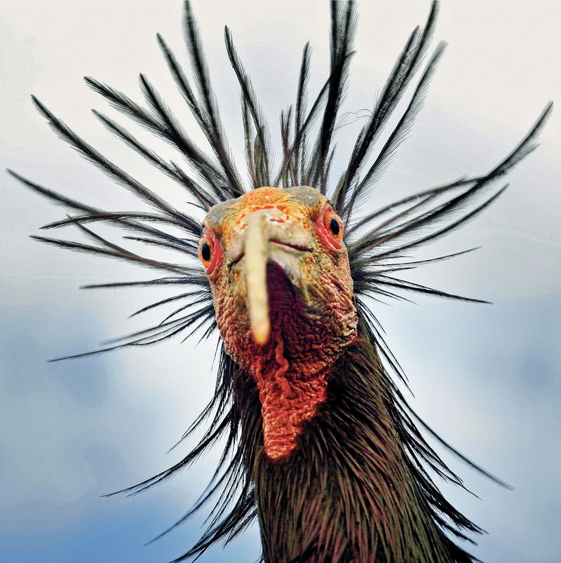 Waldrapp