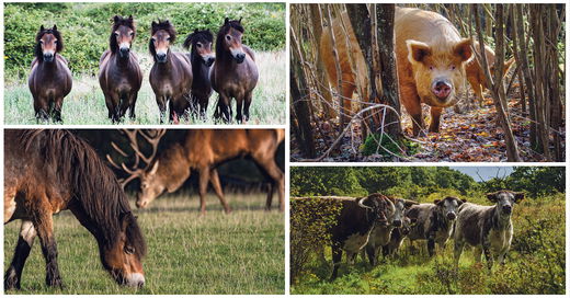 Fotos: Charlie Burnell