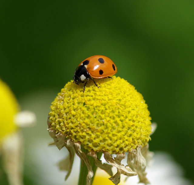 (Dieser ALT-Text wurde mithilfe von KI erstellt) Ein Siebenpunkt-Marienkäfer sitzt auf einer gelben Blüte vor unscharfem grünem Hintergrund.