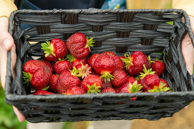Erdbeeren