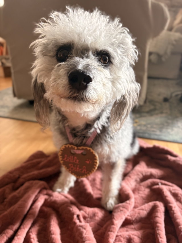 (Dieser ALT-Text wurde mithilfe von KI erstellt) Kleiner, grau-weißer Hund sitzt auf einer Decke und trägt ein Lebkuchenherz mit der Aufschrift „Little Bitch“ am Halsband.