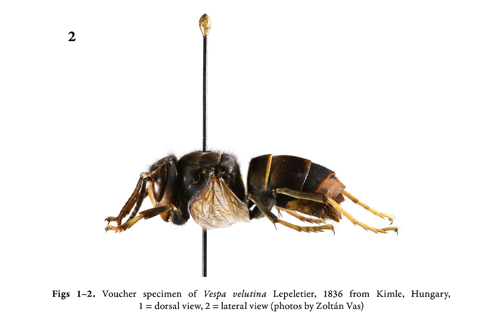 Das drohende Bienen-Massaker - FALTER.natur #136 